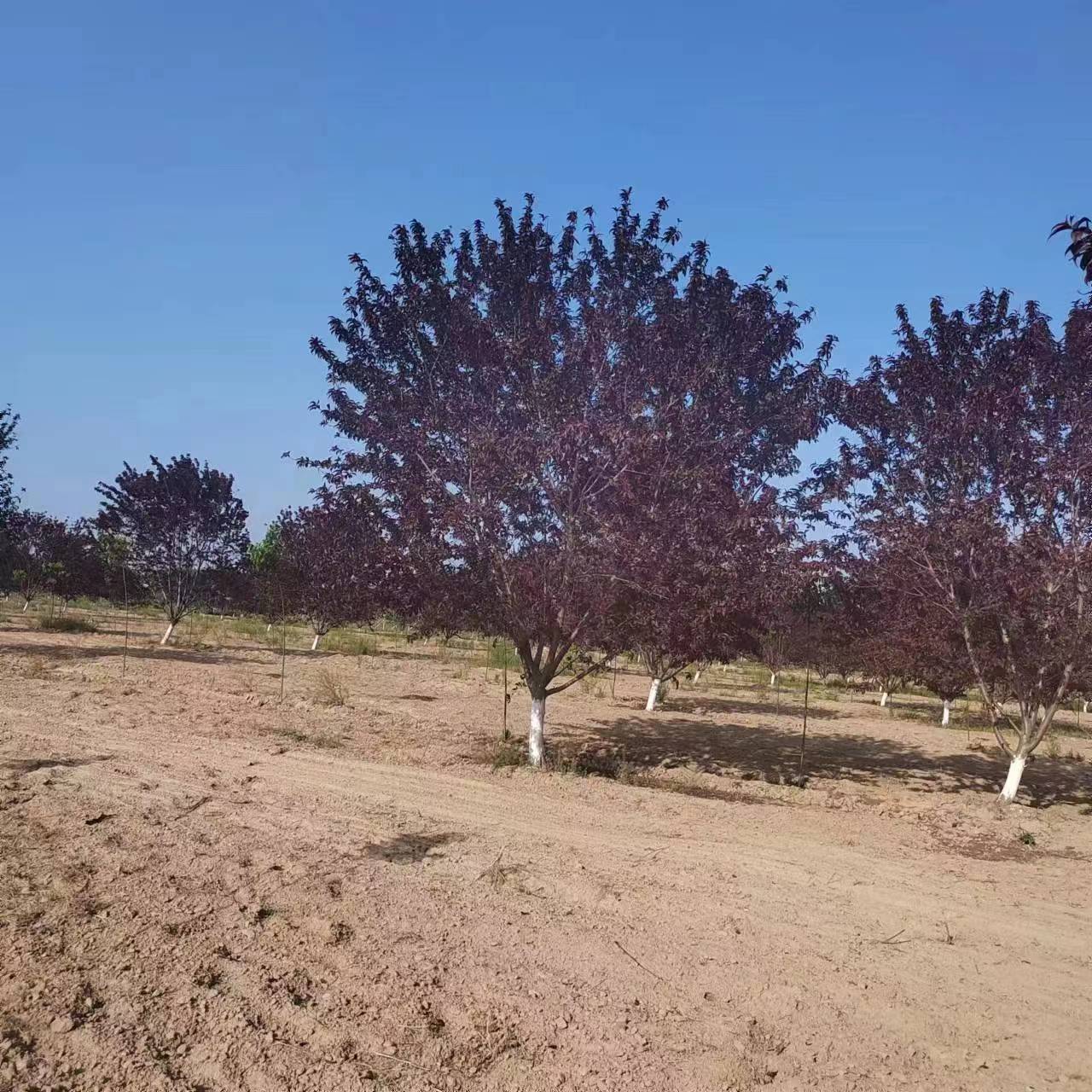 黑河14公分垂丝海棠基地<今日报价>