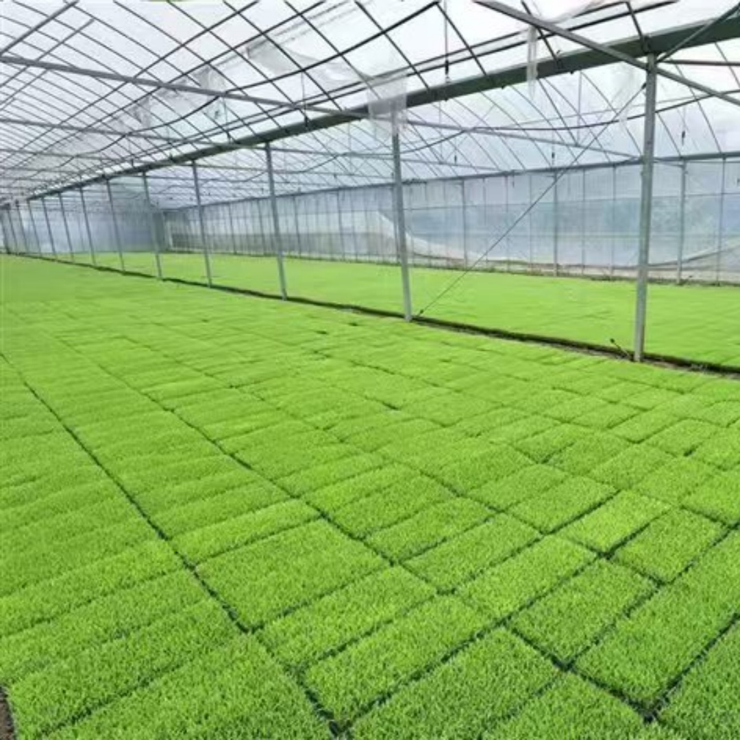 塔城薄膜连栋温室大棚供应商「售后保障」2025排名一览