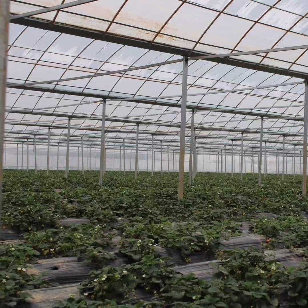 淮北薄膜连栋温室大棚生产地「精致打造」2025排名一览